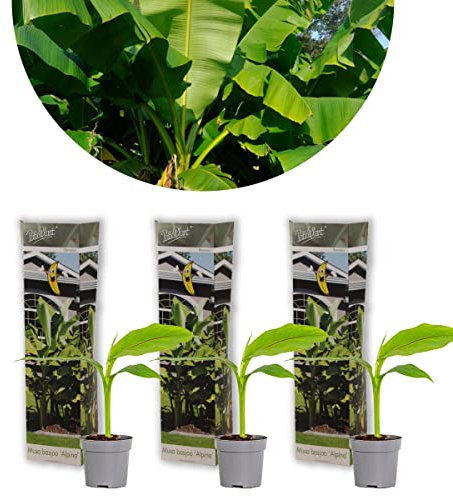 Bloomique - 3er-Set - Musa Basjoo - Bananenpflanze - Gartenbanane - Gartenpflanzen - Winterhart - 20-30 cm Hoch - Topf 10,5 cm