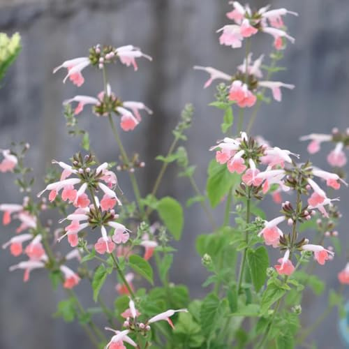 salvia comprar semillas, jardín de rocas, jardín resistentes de salvia resistentes de perennes, decoración 200pcs