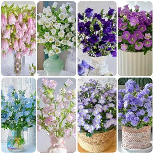 semillas de campanilla, balcón resistentes, Campánula mediana, decoración de la sala de estar orgánicas, jardín 600pcs