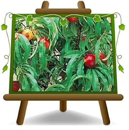 EURO PLANTS VIVAI Dvärgnektarinträd — Fruktväxt i Kruka Ø 20 cm — Höjd 60–80 cm — 2 År — Italiensk Plantskola