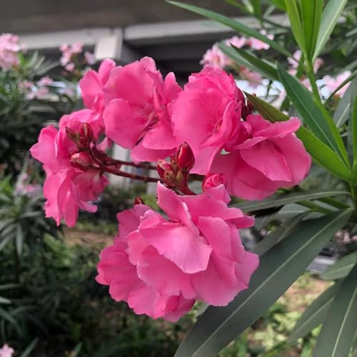 blumensamen, oleander winterhart baum minigarten, grünpflanzen, balkonpflanzen, bonsai bäume Bergpflanzung Zierblumen stauden Zierbaum Heilpflanzen Seltene Pflanzen Serie dauerblüher 10pcs