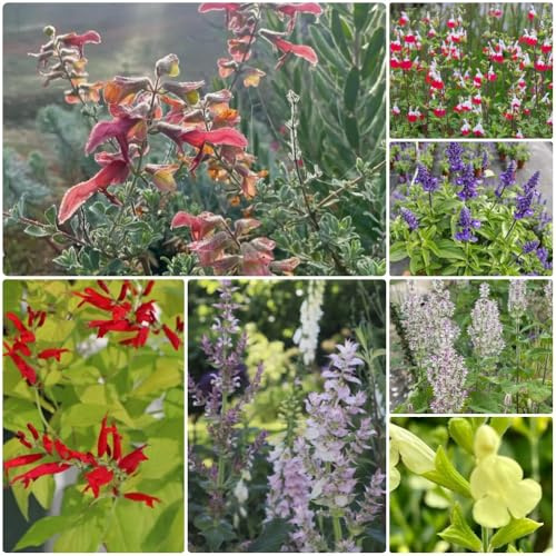 Semillas de salvia - raras Salvia japonica - para exterior resistentes al invierno semillas orgánicas perennes 1000pcs