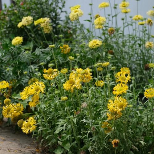 Semillas de Gaillardia, regalos sostenibles Semillas de manta, semillas de cobertura del suelo de jardín de rocas resistentes 350pcs