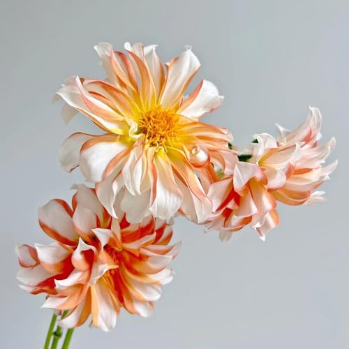 dalias bulbos reverdecimiento de tejados de jardín perennes resistentes prado abejas jardín del balcón dalia del balcón interior exóticas silvestres 6pcs