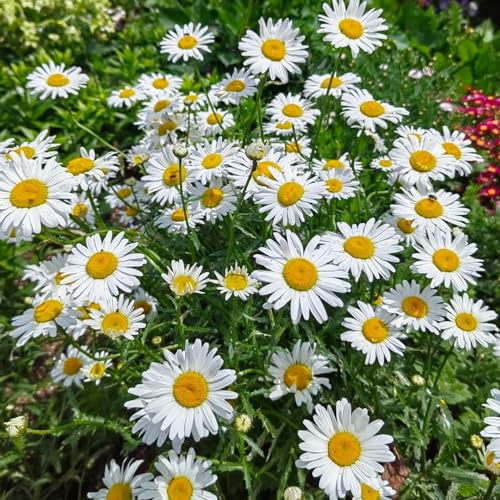 semi di margherita comune, Leucanthemum vulgare, Vecchie varietà resistenti in vaso arredamento del soggiorno d'appartamento esotiche decorative 750pcs