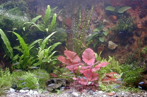 Mühlan Topartikel- 35 Aquarium Wasserpflanzen + Tigerlotus + Wasserpflanzendünger + Futter, Komplettsortiment