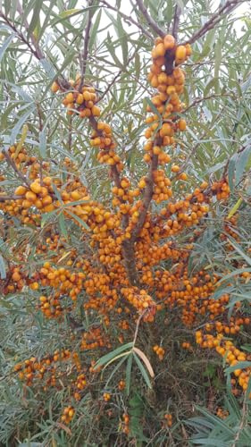 Hippophae rhamnoides 'Frugana' / Argousier femelle/Godet/Arbuste fruitier
