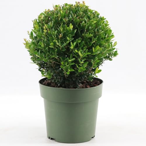 GardenersDream Ilex Boule Jenny – Plante de Haie Persistante, Robuste et Facile d’Entretien – Arbuste Toute l’Année pour Bordures et Topiaires