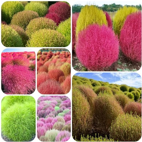 Kochia scoparia samen - zimmerbonsai bonsai zimmerpflanze ziergras samen - Seltene pflanzen serie - kräutergarten pflanztöpfe ziergräser pflanzen samen büropflanzen winterharte 550pcs