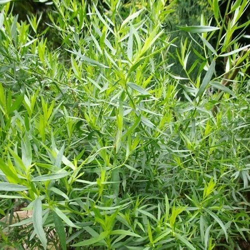 40pieces Green Tarragon Plant Seeds
