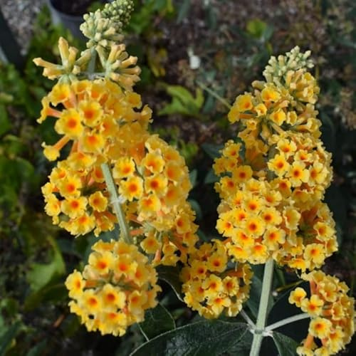 Butterfly Bush Live Plant, Butterfly Bush for Planting Outdoor Garden, 4 to 8 Inch Tall Perennial Fragrant Flowers Buddleia Bushes (Yellow)