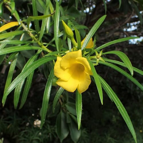 Pianta vera di Thevetia peruviana - Diametro Vaso Ø 24 cm