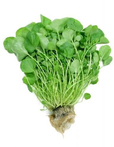 Nasturtium officinale CRESSON Vivace Aquatique Culinaire Paquet de 100 graines