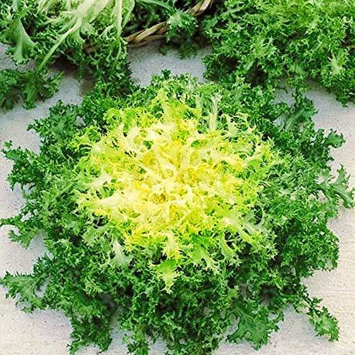 Seeds Endive Lettuce Yellow Heart Curly Frisee Chicory for Salad Vegetable Garden Heirloom for Planting Non GMO
