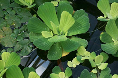 Generic 3X Pistia Bassin Plant Aquarium Rifugio Alevin: Only seeds