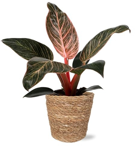 Green Circle Growers 5 Pink Bikini Plant in Seagrass Pot – Vibrant Live Houseplant for Home & Office Decor