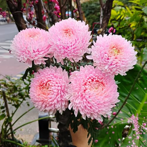 chrysanthemen gartendeko für draußen blumenwiesensaat balkon deko extrem winterharte kübelpflanzen büropflanzen exotische zimmerpflanzen blumenwiese herbstaussaat mehrjährig 130samen