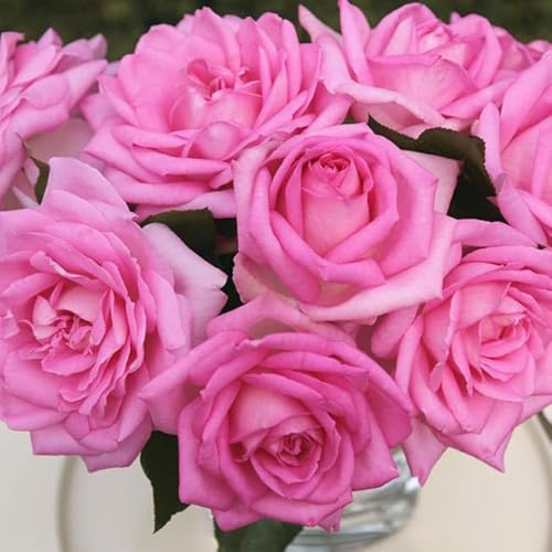 Heirloom Hybrid Tea Roses, Live Own Root Plant for Outdoor Garden, Eleganza® Beverly, Exceptionally Fragrant, Hardiness Zones: 5-8, Repeat Blooming