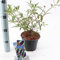 Schmetterlingsflieder Black Knight C2 40-80 cm - Buddleja davidii - Sommerflieder - Fliederspeer