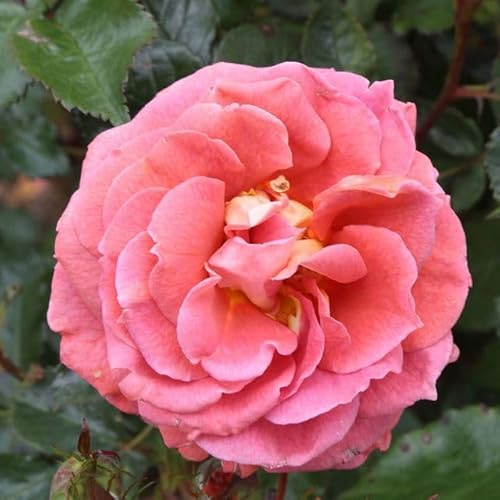 Heirloom Roses Rose Plant - Iris Webb Orange Rose Bush, Floribunda Live Plant for Planting Outdoors