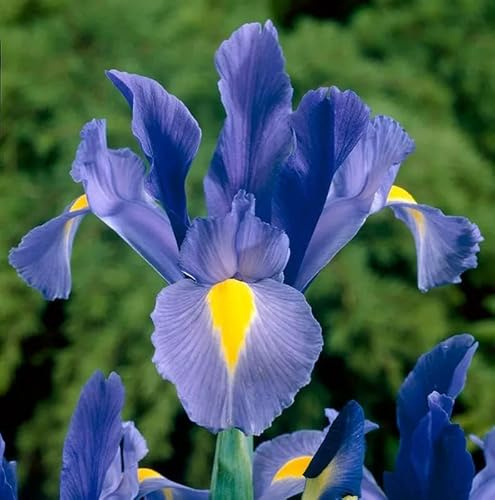 Votaniki Sapphire Beauty Dutch Iris Bulbs - Stunning Blue Blooms | Blue Dutch Iris Flower Bulbs, Low Maintenance and Stunning Blue Flowers - Easy to Grow (25 Pack)