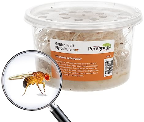 Livefoods4u Golden Fruit Fly Culture | Live Food for Reptiles and Amphibians | 1 tub
