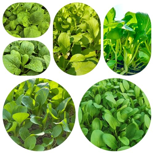 semillas de pak choi orgánicas, variedades tradicionales mostaza china jardín rocas resistentes 500pcs