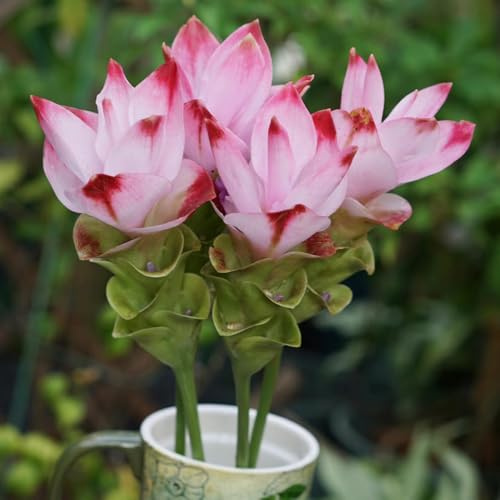 cúrcuma - Curcuma alismatifolia de primavera de jardín bonsái interior decoración silvestres verano jardín balcón silvestres balcón parterre semillas prados 75pcs