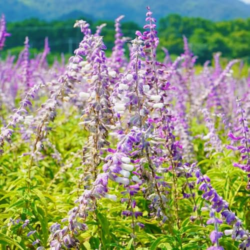 semillas de salvia - jardín balcón Decoraciones exteriores 500pcs