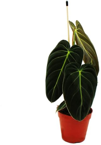 Philodendron melanochrysum – den svart-gyllene trädvännen – 12 cm kruka