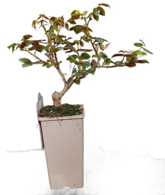 Rosal Arbustivo de Exterior – Planta Natural con Rosas Ideal Para Terraza o Balcón