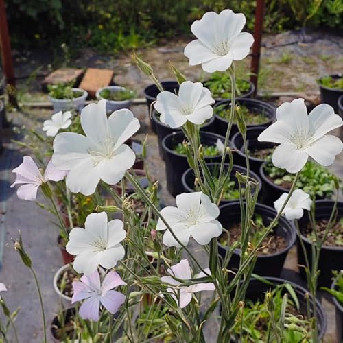 Semillas de aciano - primavera de balcón resistentes balcón semillas jardín decorativas decoración 40pcs