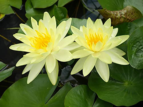 Lincolnshire Pond Plants Ltd - Charlene Strawn Water Lily - Live Water Plant Aquatic Pond Lake Marginal - Potted