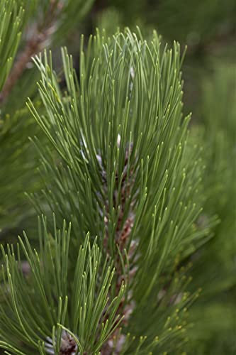 Pinus heldreichii 'Helmers Japan' 50-60 cm – Immergrün, Winterhart & Pflegeleicht – Bosnische Kiefer – Ziergehölz für Garten & Kübel