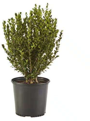 Buxus Sempervirens Arbusto Natural para Setos y Cercados de Riego Moderado