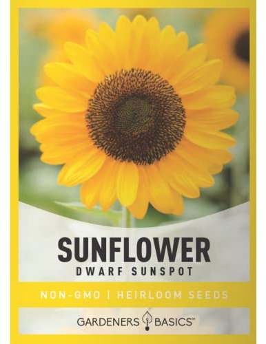 Gardeners Basics Dwarf Sunflower Seeds for Planting, Sunspot, 35 Seeds