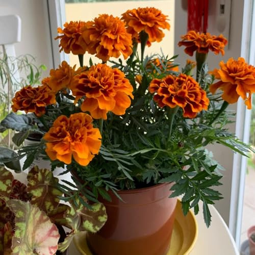 semi di calendula perenni - decorazione balcone giardino roccioso esterni 300pcs