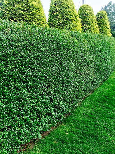 20 Green Privet Hedging Evergreen Plants Fast Growing Shrubs 30-45cm Potted Sunnyside Nurseries