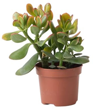Plant in a Box - Arbre de jade - Crassula ovata 'Sunset' - Hauteur 15-20cm - Pot 12cm - Plante d'intérieur - Succulente