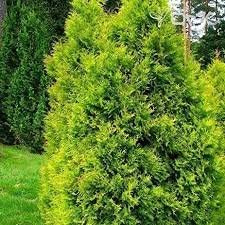 American Golden Tuia Thuja Occidentalis Aurea 25 Seeds : Package Contains Seeds