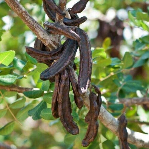 Ceratonia siliqua carrubo carrube albero da frutto pianta in vaso ø9 cm h 20/30 cm Vivaio di Castelletto