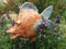 Balkon Keramikfisch Tanni blau/orange incl. 30 cm Eisenstab Größe: ca 17 cm lang, 14 cm hoch (ohne Balkonkasten)