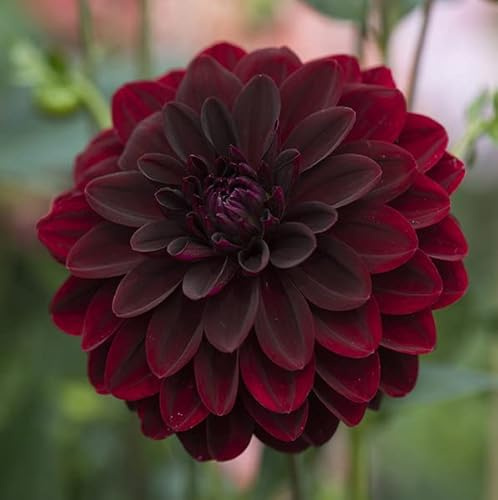 Votaniki Arabian Night Flowering Dahlia Bulbs - Dark, Almost Black, Long-Blooming and Hardy Dahlia Flowering Bulbs | Semi-Double to Double Blooms Arabian Night Dahlia Roots (2 Pack)