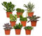 Suculentas Mix – 9 unidades – Ø8,5 cm – 10 cm