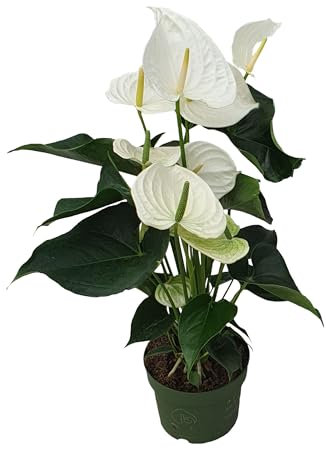 Plant in a Box - Flamingoblume - Anthurium 'Alaska White' - Höhe 55-70cm - Topf 17cm - Blühende Zimmerpflanze