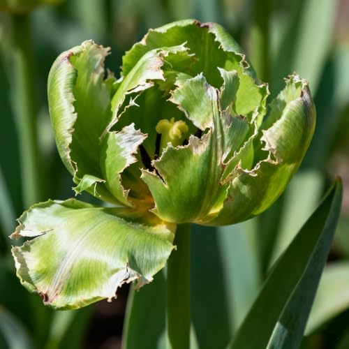 Tulipanes Bulbos/Tulipán/Tulipán perenne-Que crece exuberantemente en el jardín/Decoración de Jardín Elegante y Tranquila-4 Rhizomes-E