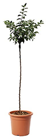 KENTIS - Prune Mirabelle de Nancy - Vraies Plantes d'Extérieur - Arbre Fruitier de Jardin d'Ornement - Pot de Culture Ø 28 cm