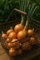 Allium cepa - 150 semi da seminare