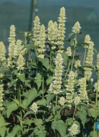 AGASTACHE LIQUIRIZIA BIANCO NR.50 SEMI
