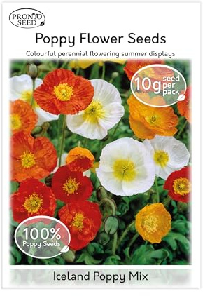 Pronto Seed Iceland Poppy Wildflower Seeds UK - Hardy Perennial Remembrance Flower for Gardens & Borders - Easy-Grow Flower Seeds That Return Yearly - Attracts Bees & Pollinators (Iceland Poppy, 10g)